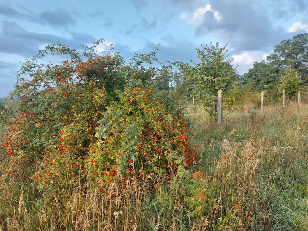 Herbstzeit, Foto: Antje Lang, Lizenz: Antje Lang